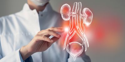 Doctor touches virtual Bladder and Kidneys in hand