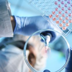 Photograph of a preclinical researcher loading light orange-colored cell samples onto a petri dish with a micropipette.