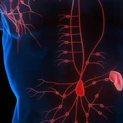 3D Illustration of Lymph Nodes system in a human body